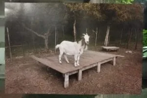 Foto 64